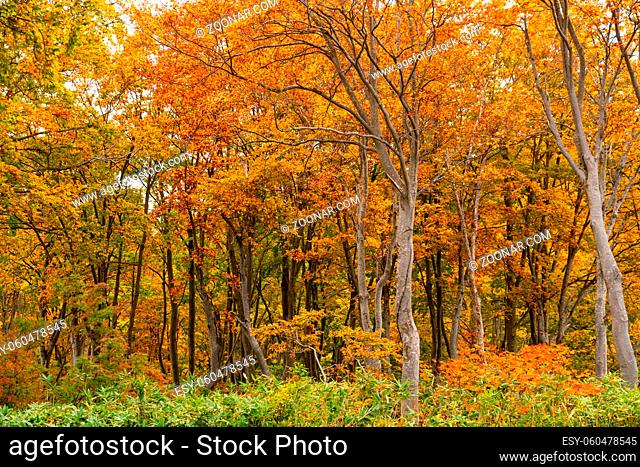 Beautiful forest of colorful foliage of autumn season at the roadside in Towada Hachimantai National Park, Akita Prefecture, Japan