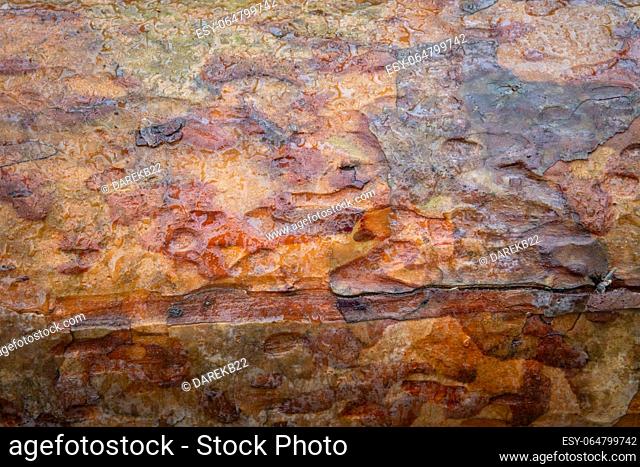 Wet brown bark on a tree trunk