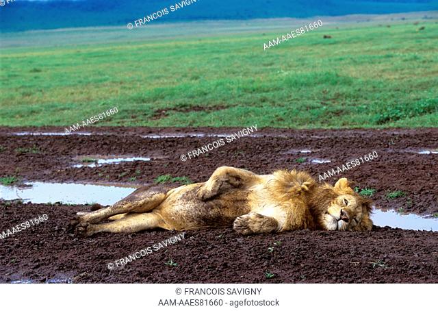 Lion (Panthera leo) a penny for your thought Ngorongoro Crater Tanzania