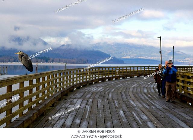 Snapping a photograph of a heron on the wharf along Shuswap Lake in Salmon Arm, British Columbia, Canada. No model releases