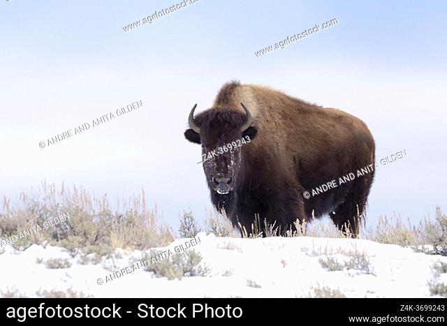 American Bison (Bison bison) standing in snow, Yellowstone National Park, Wyoming, United States