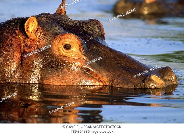 Hippopotamus in river, Hippopotamus amphibius