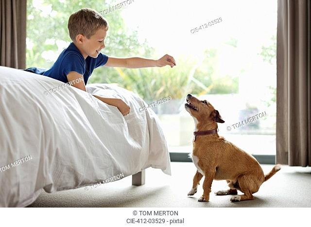Boy giving dog treat in bedroom