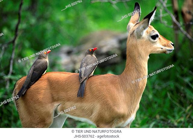 Impala, Aepyceros melampus, Kruger National Park, South Africa, young with Redbilled Oxpecker on back