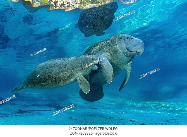 West Indian manatee with sucking Baby, Florida