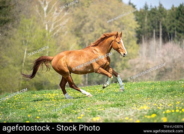 galloping Hungarian Warmblood
