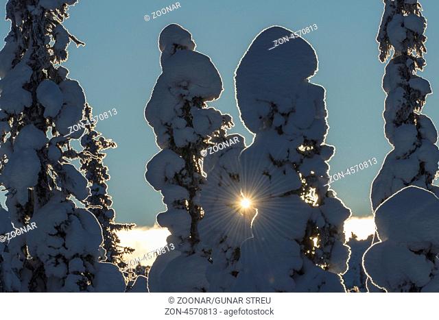 tiefverschneite Baeume, Muddus Nationalpark, Welterbe Laponia, Norrbotten, Lappland, Schweden, Januar 2013