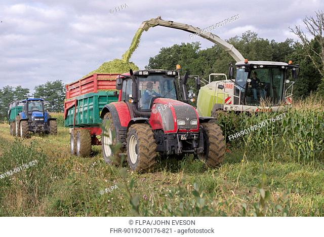 Maize (Zea mays) crop, Claas forage harvester harvesting field, loading tractor and trailer, Luze, Richelieu, Indre-et-Loire, Central France, September