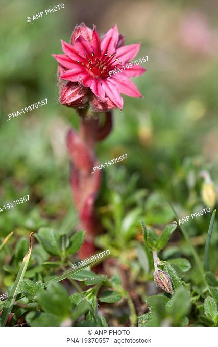 Cobweb houseleek Sempervivum arachnoideum - Guillestre, Alps, Hautes-Alpes, Provence-Alpes-CÃ–te dÄ±Azur, France, Europe