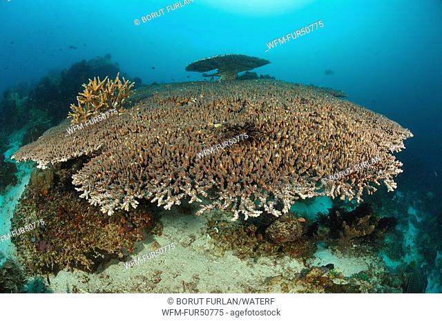 Giant Table Coral, Acropora spec., Alor, Lesser Sunda Islands, Indo-Pacific, Indonesia