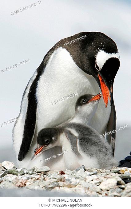 Gentoo penguin Pygoscelis Papua parent with two downy chicks on Pleneau Island, near the Antarctic Peninsula