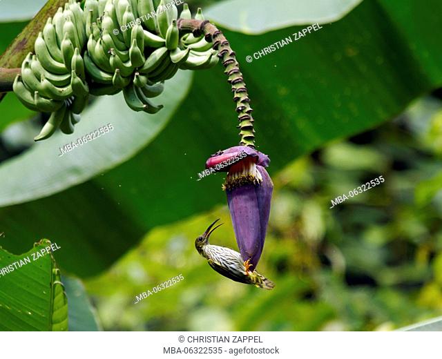 little spiderhunter on banana flower, Arachnothera magna, Mae Wong National Park, Kamphaeng Phet, Thailand