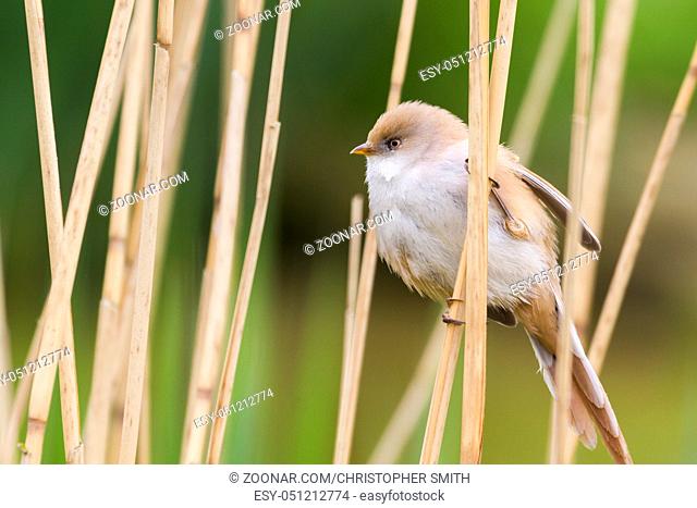 Bearded Tit ( Panurus biarmicus ) close up in the wild