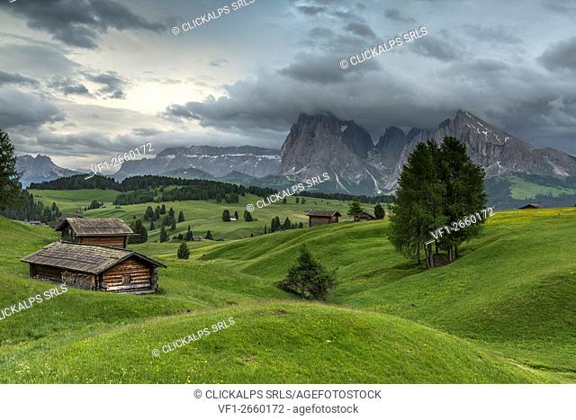 Alpe di Siusi/Seiser Alm, Dolomites, South Tyrol, Italy. Barns and pastures at the Alpe di Siusi/Seiser Alm. In the background the peaks of Sella
