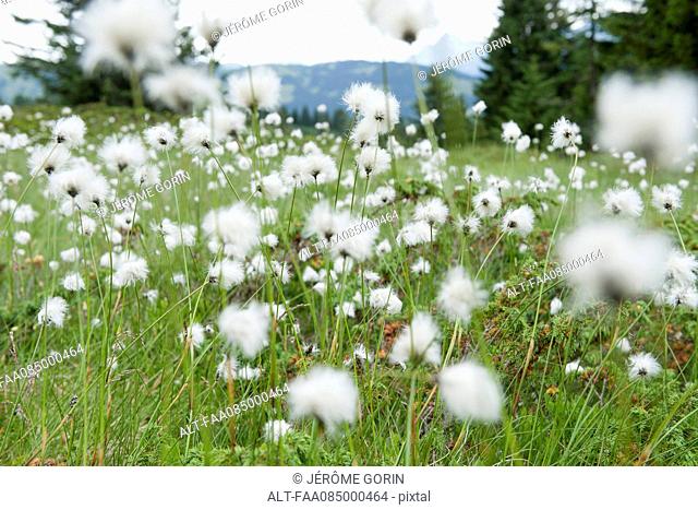 Field of hare's tail flowers, eriophorum vaginatum