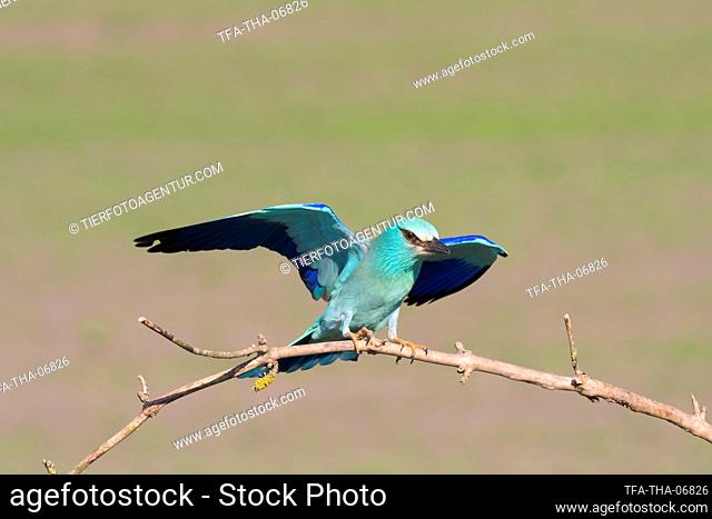 blue roller sits on branch