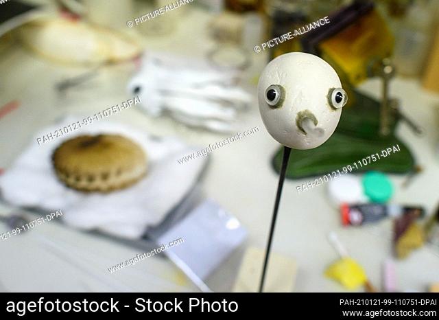 20 January 2021, Saxony-Anhalt, Magdeburg: The unfinished head of a paper boat model stands on a table in the zoological preparation workshop of the Natural...