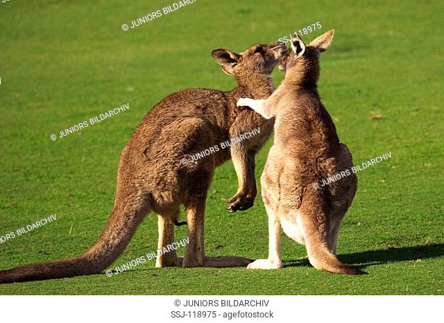 Eastern Grey Kangaroo - with cub / Macropus giganteus