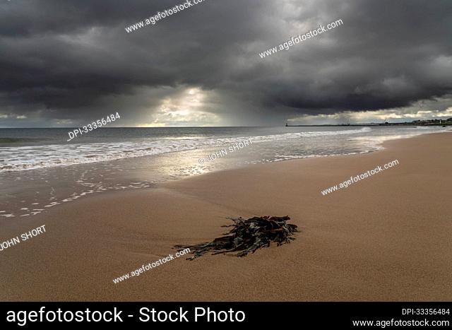 Seaweed on the beach at low tide under storm clouds; Whitburn, Tyne and Wear, England
