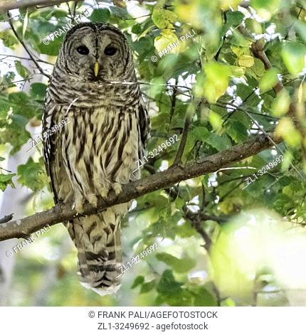 The barred owl (Strix varia), also known as northern barred owl or hoot owl, is a true owl native to eastern North America