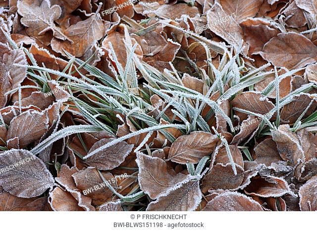 common beech Fagus sylvatica, beech leaves and grass with hoar frost, Switzerland