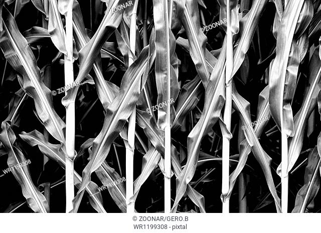 mature corn stalks black and white