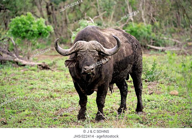 African Buffalo, (Syncerus caffer), adult alert, Hluhluwe Umfolozi Nationalpark, Hluhluwe iMfolozi Nationalpark, KwaZulu Natal, South Africa, Africa