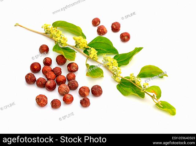 Ziziphus spina-christi, known as the Christ's thorn jujube. Twig with flowers and fruits. Isolated
