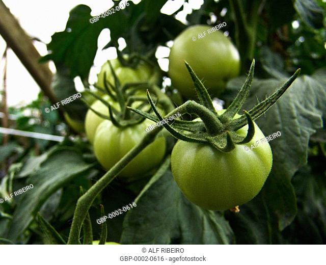 Tomatoes produced, greenhouse, farm Ituaú, Salto, São Paulo, Brazil