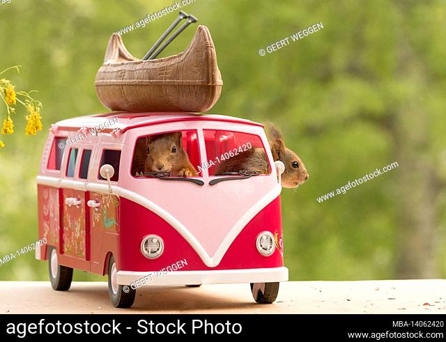 red squirrels sitting in a camping bus