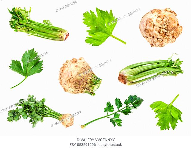 various roots and greens of celeriac and celery isolated on white background
