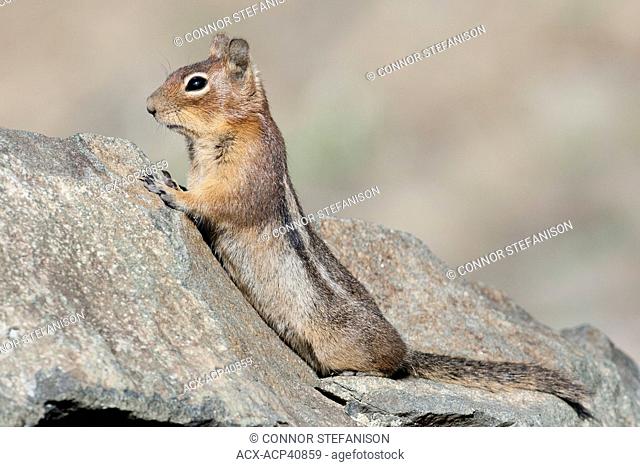 Cascade Golden-Mantled Ground Squirrel Callospermophilus saturatus perching on a rock in Manning Provincial Park, BC