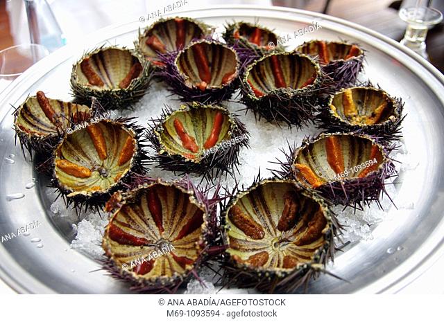 Sea Urchins  Palamós  Costa Brava  Catalunya  Spain