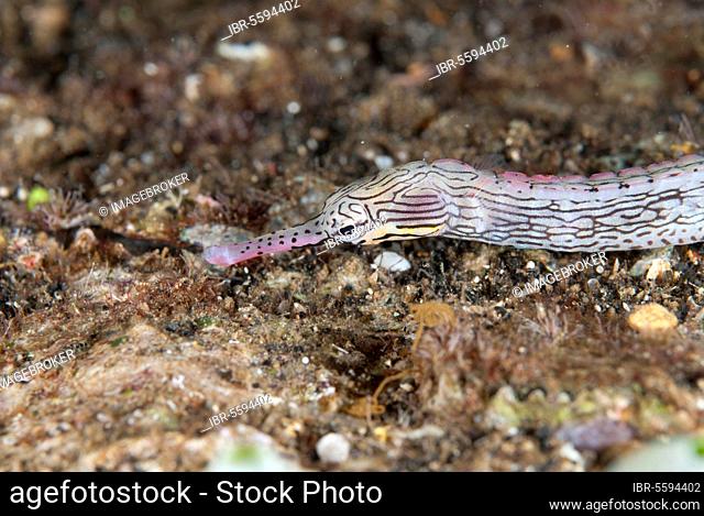Lying pipefish (Pisces), Yellow-banded pipefish, Lying pipefish, Yellow-banded pipefish, Pipefish, Animals, Other animals