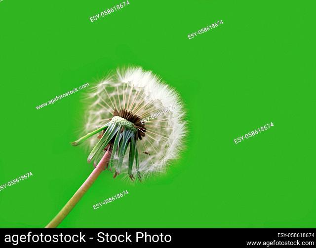 Dandelion white head flower macro photo on a vivid green background