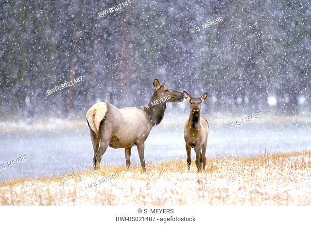 wapiti, elk (Cervus elaphus canadensis, Cervus canadensis), cow and calf in snowstorm, USA, Wyoming, Yellowstone National Park