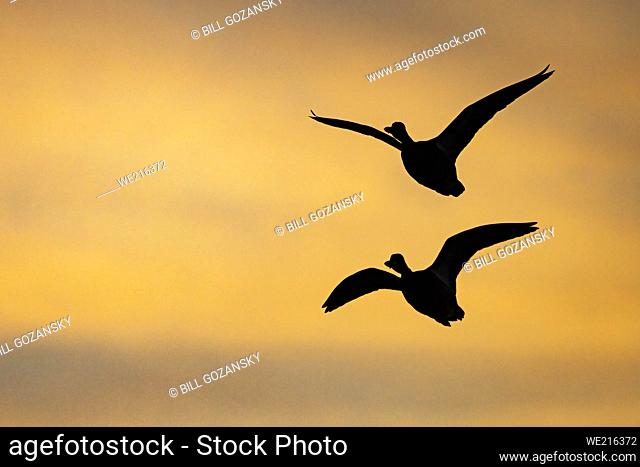 Ducks flying in the sunset - Swan Lake Christmas Hill Nature Sanctuary - Victoria, Vancouver Island, British Columbia, Canada