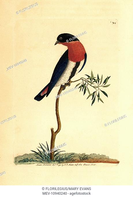 Swallow warbler, Dicaeum hirundinaceum. Handcolored copperplate engraving from George Shaw and Frederick Nodder's The Naturalist's Miscellany, London, 1792