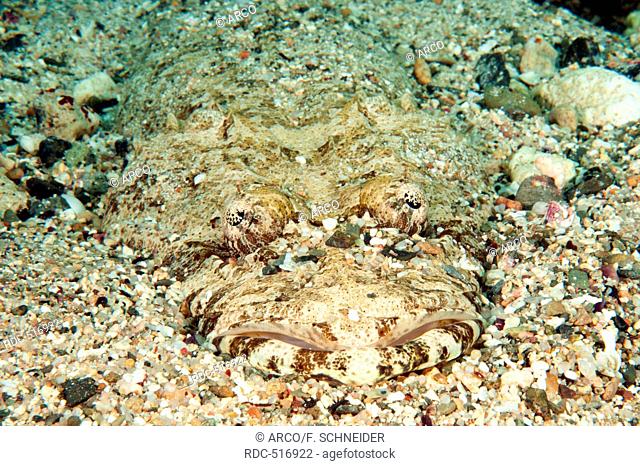 Carpet flathead, Red Sea / (Papilloculiceps longiceps)