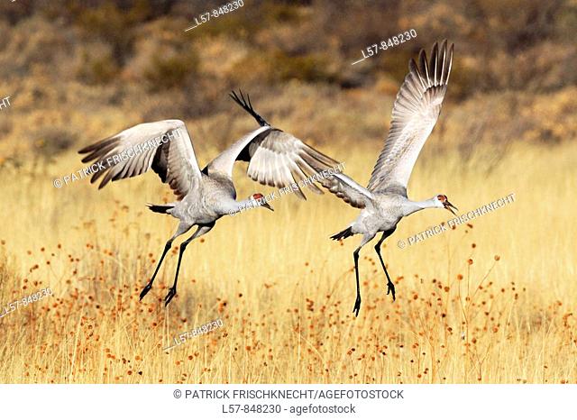 Sandhill crane, Grus canadensis, Kanadakranich, two flying, in flight, winter quarters, Bosque del Apache National Wildlife Refuge, New Mexico, USA