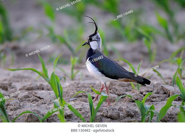 Male Lapwing perched on cornfield