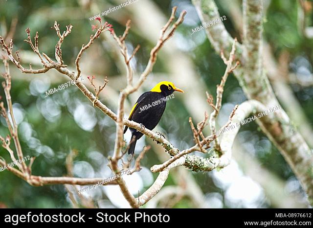 The regent bowerbird (Sericulus chrysocephalus), male, tree branch, sideways, sitting, O'Reilly's Rainforest, Lamington National Park, Queensland, Australia