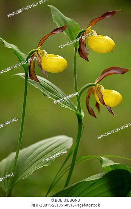 Lady's Slipper Orchid, Cypripedium calceolus, in flower in woodland; Dolomites, Italy