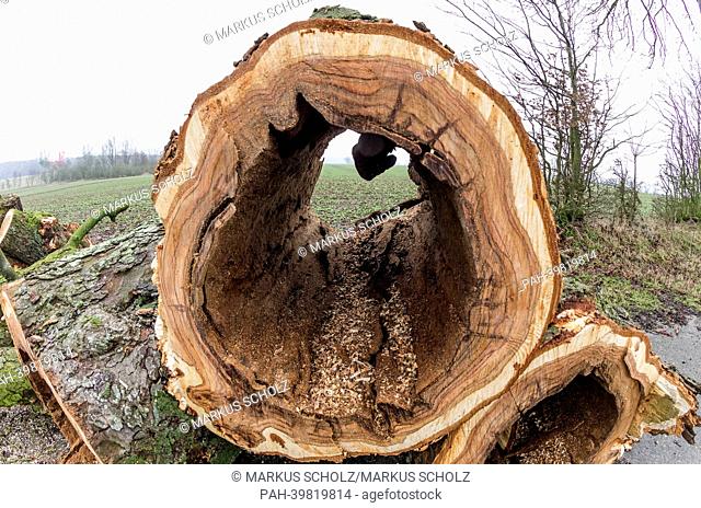 (FILE) An archive photo shows sections of the trunk of an oak tree hollowed due to the brittle cinder are stacked on an avenue near Bad Segeberg,  Germany