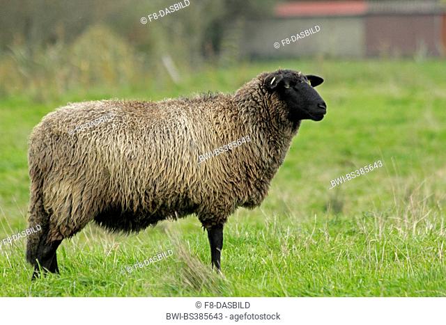 Pomeranian coarsewool (Ovis ammon f. aries), sheep on a pasture, Germany, Lower Saxony