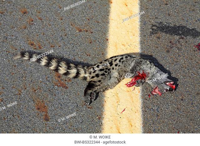 small-spotted genet (Genetta genetta), roadkill at the roadside, Spain, Extremadura