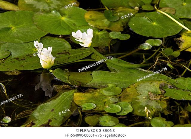 Cape Pondweed Aponogeton distachyos flowering, in pond, South Africa