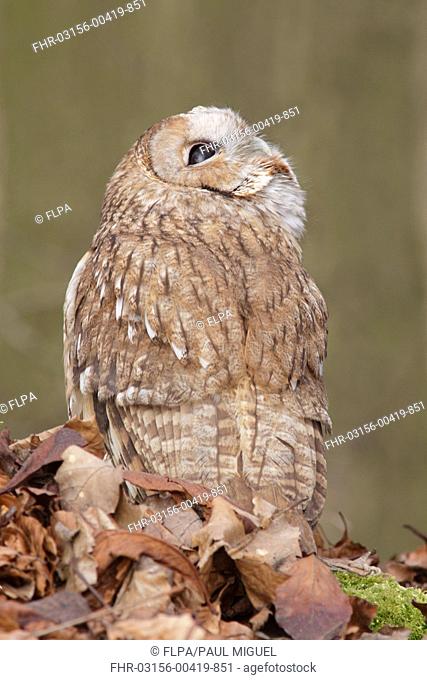 Tawny Owl (Strix aluco) adult male, looking upwards, standing amongst fallen beech leaves on woodland floor, North Yorkshire, England, February (captive)