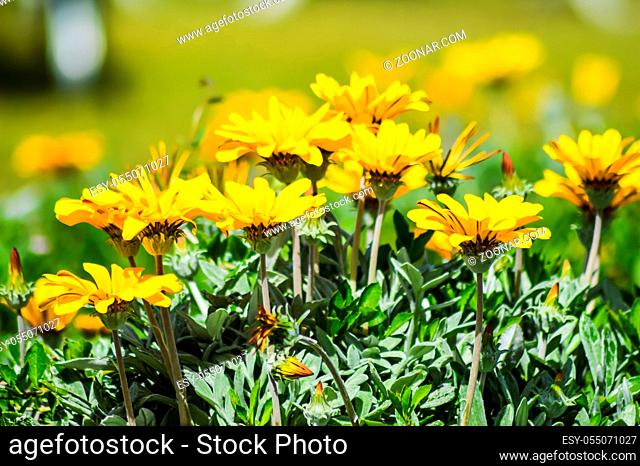 Dimorphotheca sinuata flowerbed in a meadow on the island of Crete