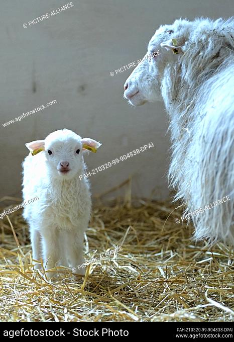 15 March 2021, Brandenburg, Roskow: A lamb born in March 2021 of the Skudden breed stands on straw next to the ewe in the barn at the Skudden farm in the Roskow...